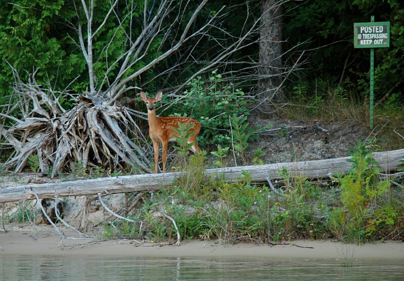 Old Island wildlife-1